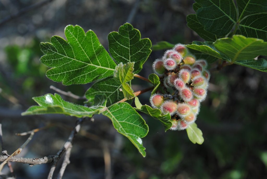 Sumac — Websearch photo