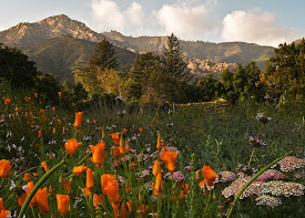 Santa Barbara Botanic Garden