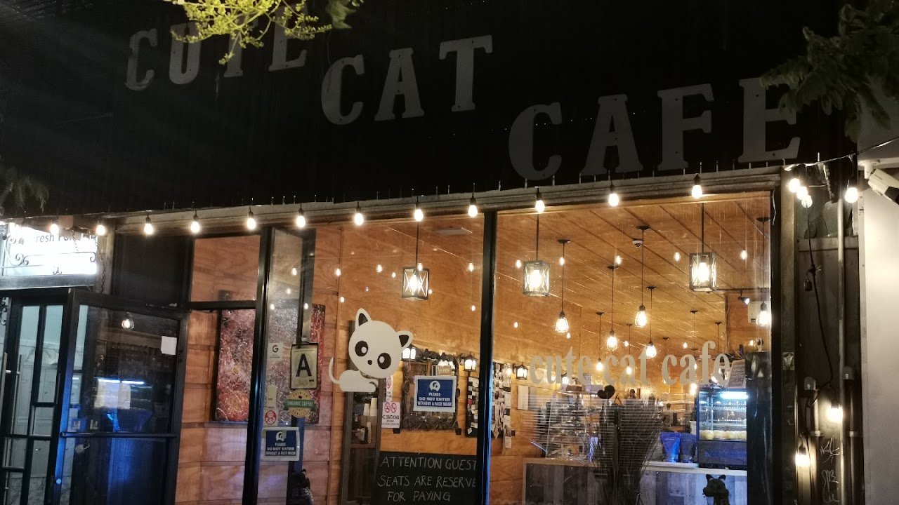Cute Cat Café
